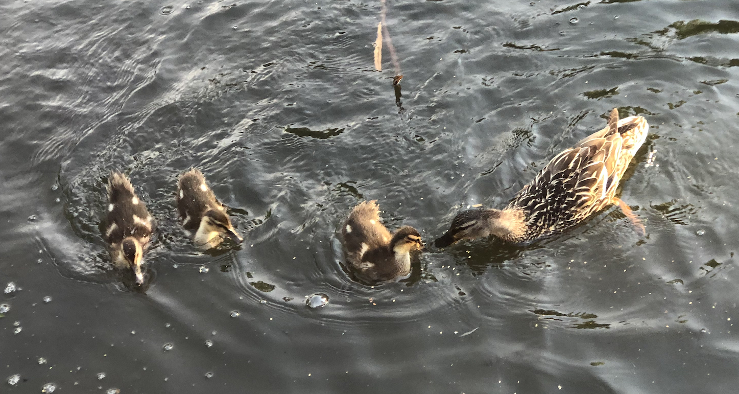 Photograph of a duck and three ducklings on a body of
water